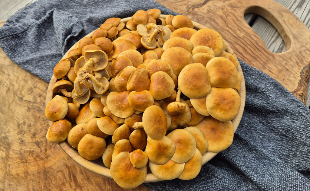 Šupinovky