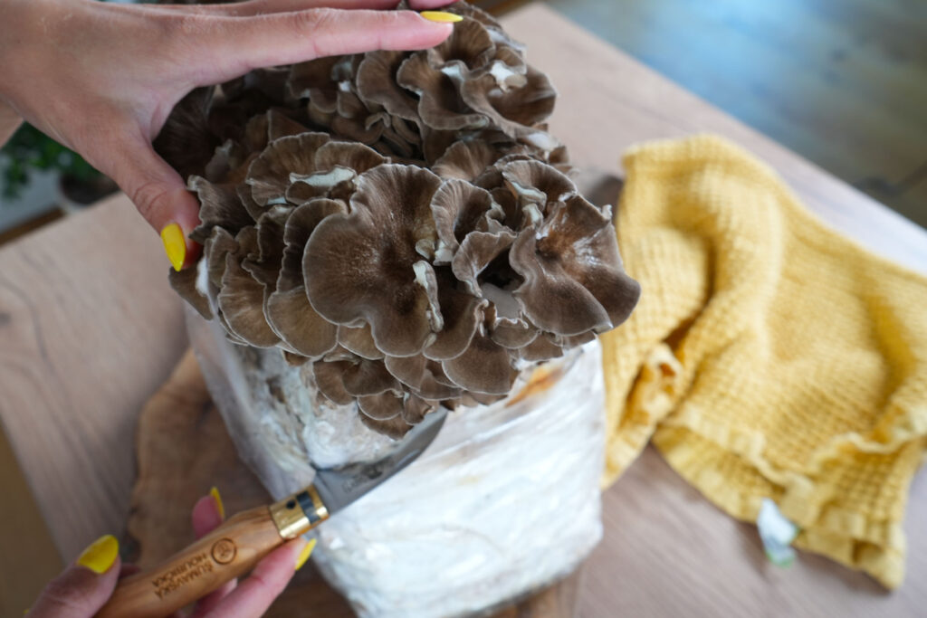 Pěstování maitake